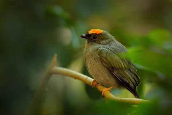 Blue Backed Manakin Chiroxiphia Pareola Blue Black Passerine Bird Tropical — Stock Photo, Image