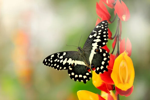 Papilio Demodocus Citrus Swallowtail Nebo Vánoční Motýl Červenožlutém Květu Přírodním — Stock fotografie