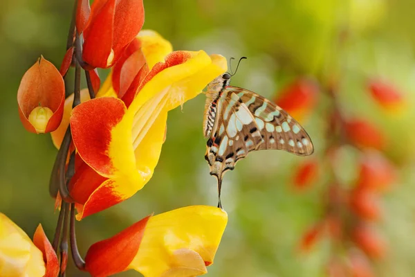 Butterfly Papilio Pilumnus Přírodně Zeleném Lesním Prostředí Jižně Usa Arizona — Stock fotografie