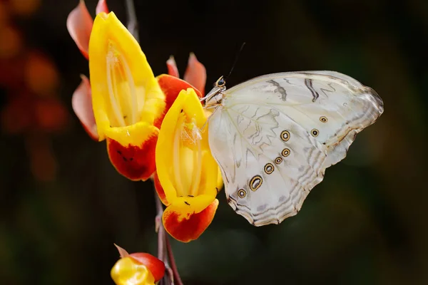 Grand Papillon Blanc Sur Fleur Liane Rouge Jaune Fleurissent Dans — Photo