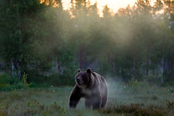 Bär Versteckt Gelbem Wald Herbstbäume Mit Bär Gesicht Portrait Schöne — Stockfoto