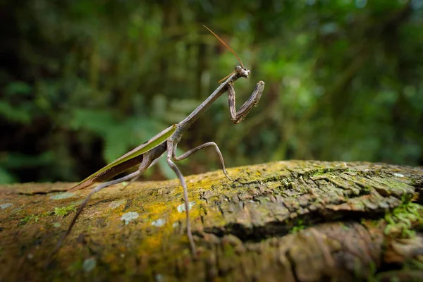 Stagmatoptera ヤスニ国立公園 アマゾン エクアドル ジャングルの素敵な緑のカモフラージュ緑の動物 自然の中でのマンティスジャングルの森の生息地 — ストック写真