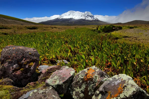 Vulcão Antisana Equador América Sul Vulcão Com Gelo Neve Dia — Fotografia de Stock