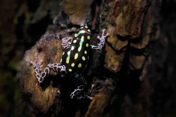 Tropic Frog Ranitomeya Vanzolinii Brazilian Spotted Poison Frog Nature Forest — 스톡 사진