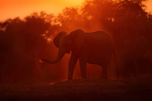 Pôr Sol Elefante Alimentando Árvore Ramo Elefante Mana Pools Zimbábue — Fotografia de Stock