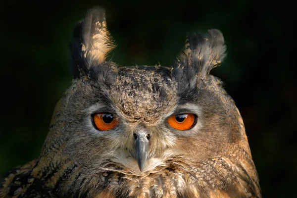 Πορτοκαλί Μάτι Λεπτομέρεια Προσωπογραφία Του Πουλιού Μεγάλα Πορτοκαλί Μάτια Και — Φωτογραφία Αρχείου