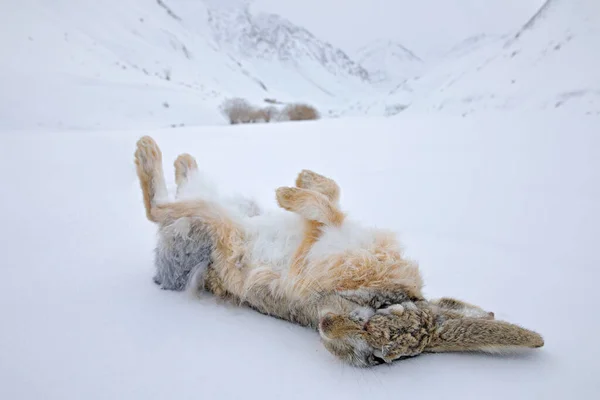 Zdechlina Studené Zimy Vlněný Zajíc Lepus Oiostolus Přírodním Prostředí Zimní — Stock fotografie