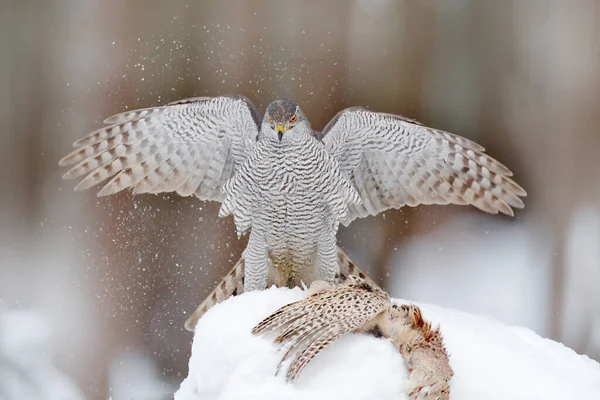 Roofvogel Goshawk Met Dode Fazant Het Gras Het Groene Bos — Stockfoto