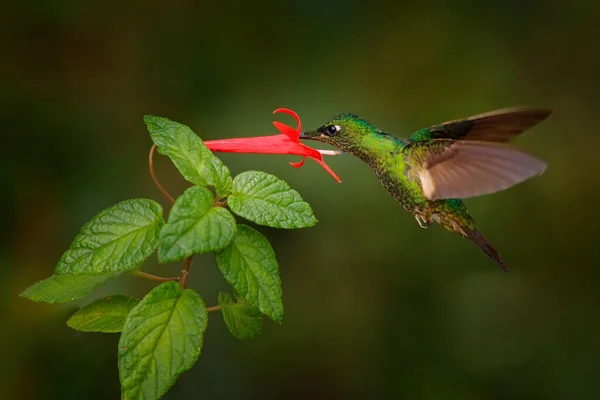 Tropic Wildlife Buff Winged Starfrontlet Coeligena Lutetiae Hummingbird Family Trochilidae — Stock Photo, Image