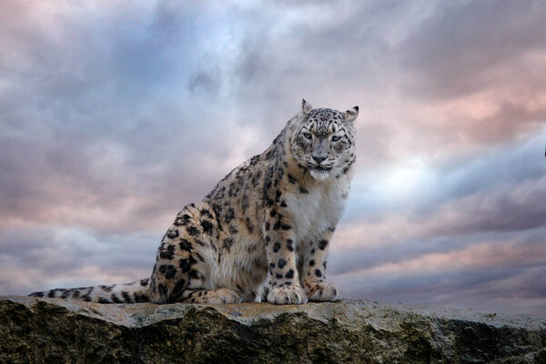 Snow leopard with long taill, sitting in nature stone rocky mountain habitat, Spiti Valley, Himalayas in India. Snow leopard Panthera uncia in the rock habitat, wildlife nature. Close-up wide angle. 