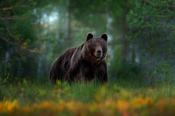 Oroszország Vadvilága Barna Medve Sétál Erdőben Reggeli Fényben Veszélyes Állat — Stock Fotó