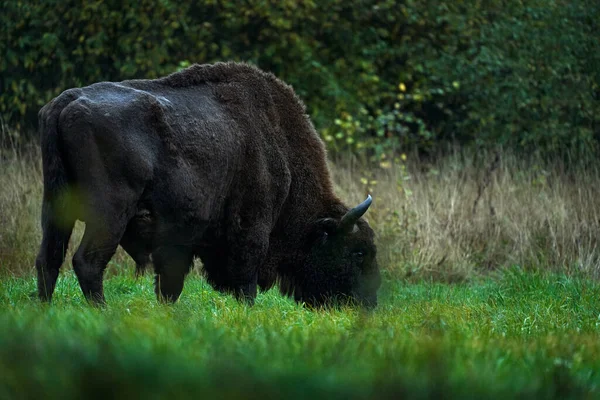 Bison Csorda Őszi Erdőben Napos Jelenet Nagy Barna Állattal Természetben — Stock Fotó