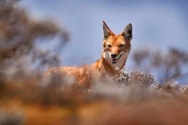 Эфиопский Волк Canis Simensis Природе Bale Mountains Эфиопия Редкий Эндемичный — стоковое фото