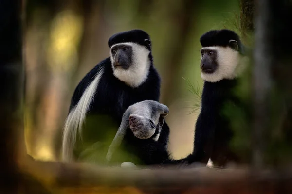 Macaco Colobus Preto Branco Floresta Harenna Bale Mountains Etiópia Animal — Fotografia de Stock