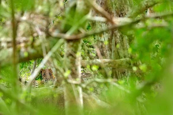 Leopardo Vegetación Verde Leopardo Escondido Sri Lanka Panthera Pardus Kotiya — Foto de Stock