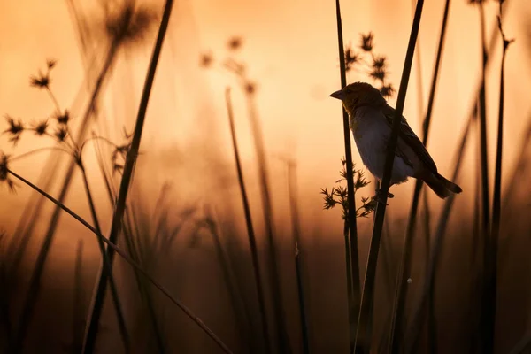 Magischer Morgen Wasser Des Sees Orangefarbener Sonnenaufgang Awassa See Äthiopien — Stockfoto