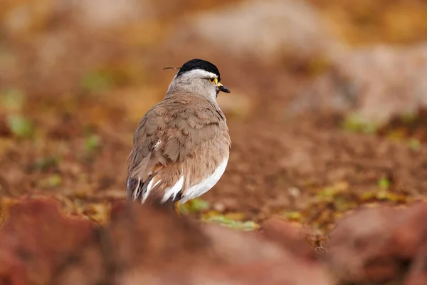 Spot Breasted Lapwing Vanellus Melanocephalus Rare Endemic Bird Bale Montains — Stock Photo, Image