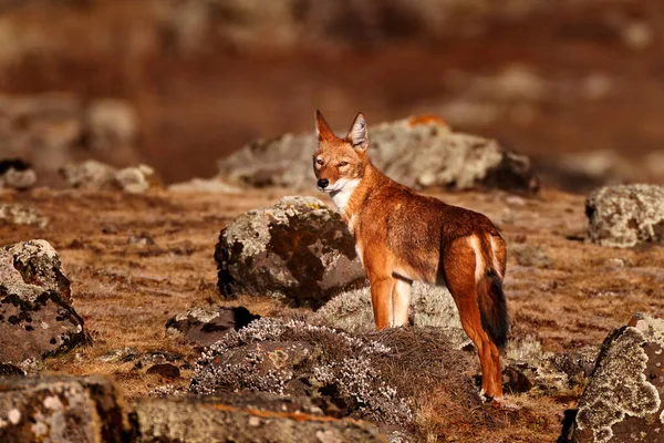 Etiopský Vlk Canis Simensis Přírodě Bale Mountains Etiopii Vzácná Endemická — Stock fotografie