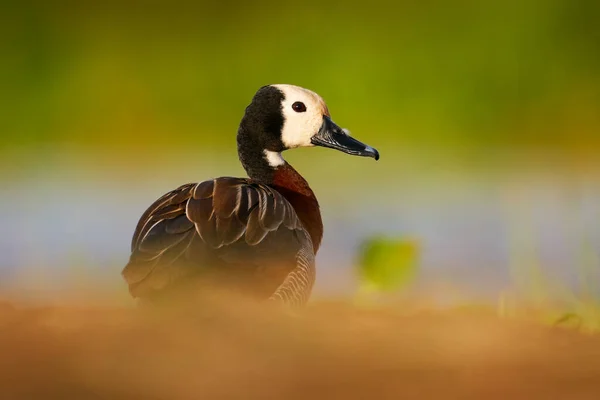 Anatra Bianca Fischiante Dendrocygna Viduata Uccello Nell Habitat Naturale Lago — Foto Stock