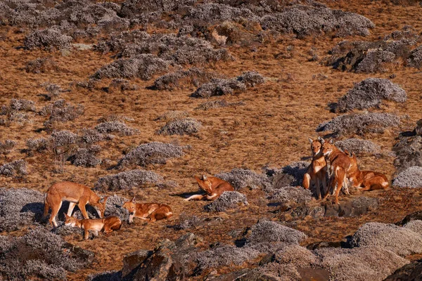 Lobo Etíope Canis Simensis Embalar Natureza Bale Mountains Etiópia Raros — Fotografia de Stock
