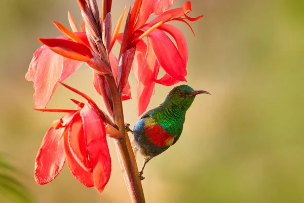 Vida Selvagem Tropical Pássaro Selvagem Natureza Beija Flor Empoleirado Flor — Fotografia de Stock