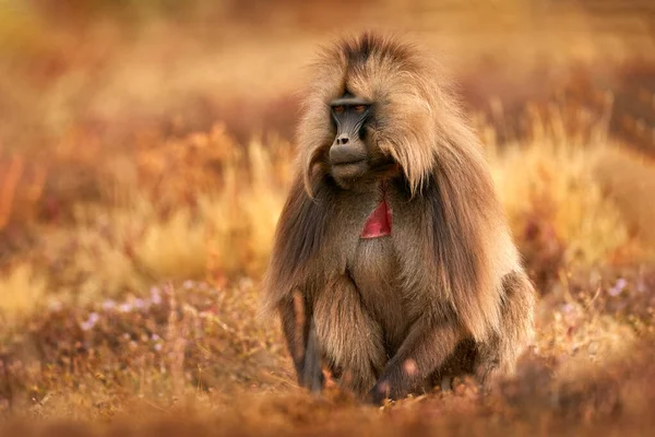 Gelada Babuíno Com Boca Aberta Com Dentes Simien Montanhas Macaco — Fotografia de Stock