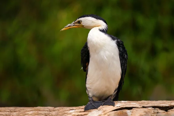 Little Pied Cormorant Microcarbo Melanoleucos Water Bird Australia Detail Portrait — Stock Photo, Image