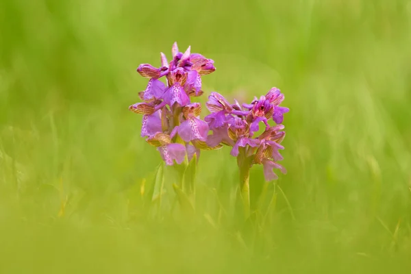 Orchis Morio Orchidej Zelenými Žilkami Kvetoucí Evropská Suchozemská Planě Rostoucí — Stock fotografie