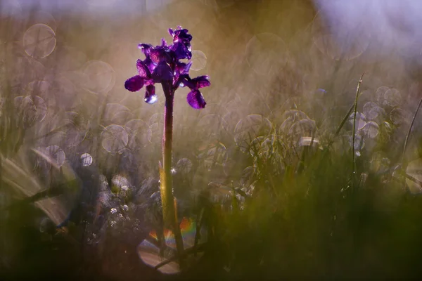 绿脉兰花 在自然栖息地开花的欧洲陆生野花 详细开花 背景绿色清晰 捷克共和国 草丛中罕见的白色植物 — 图库照片