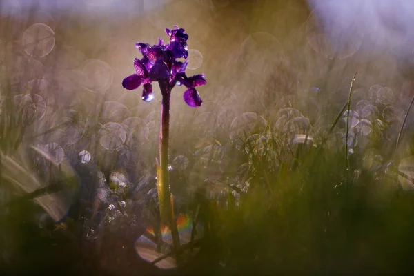 Orchis Morio Grön Veined Orkidé Blommande Europeiska Terrestra Vilda Blomma — Stockfoto