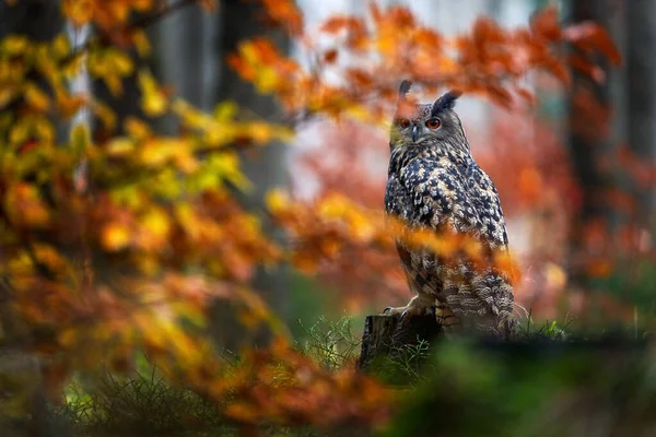 Podzimní Divoká Zvěř Eurasian Eagle Owl Bubo Bubo Sedící Kmen — Stock fotografie