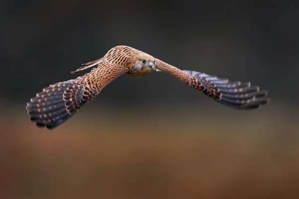 ケストレル便だ 共通のケストレルファルコ ティヌンキュラスドイツの獲物の小さな空飛ぶ鳥 石の壁に鳥 ヨーロッパの自然からの野生動物のシーン 鳥が飛ぶ 自然からの野生動物のシーン — ストック写真