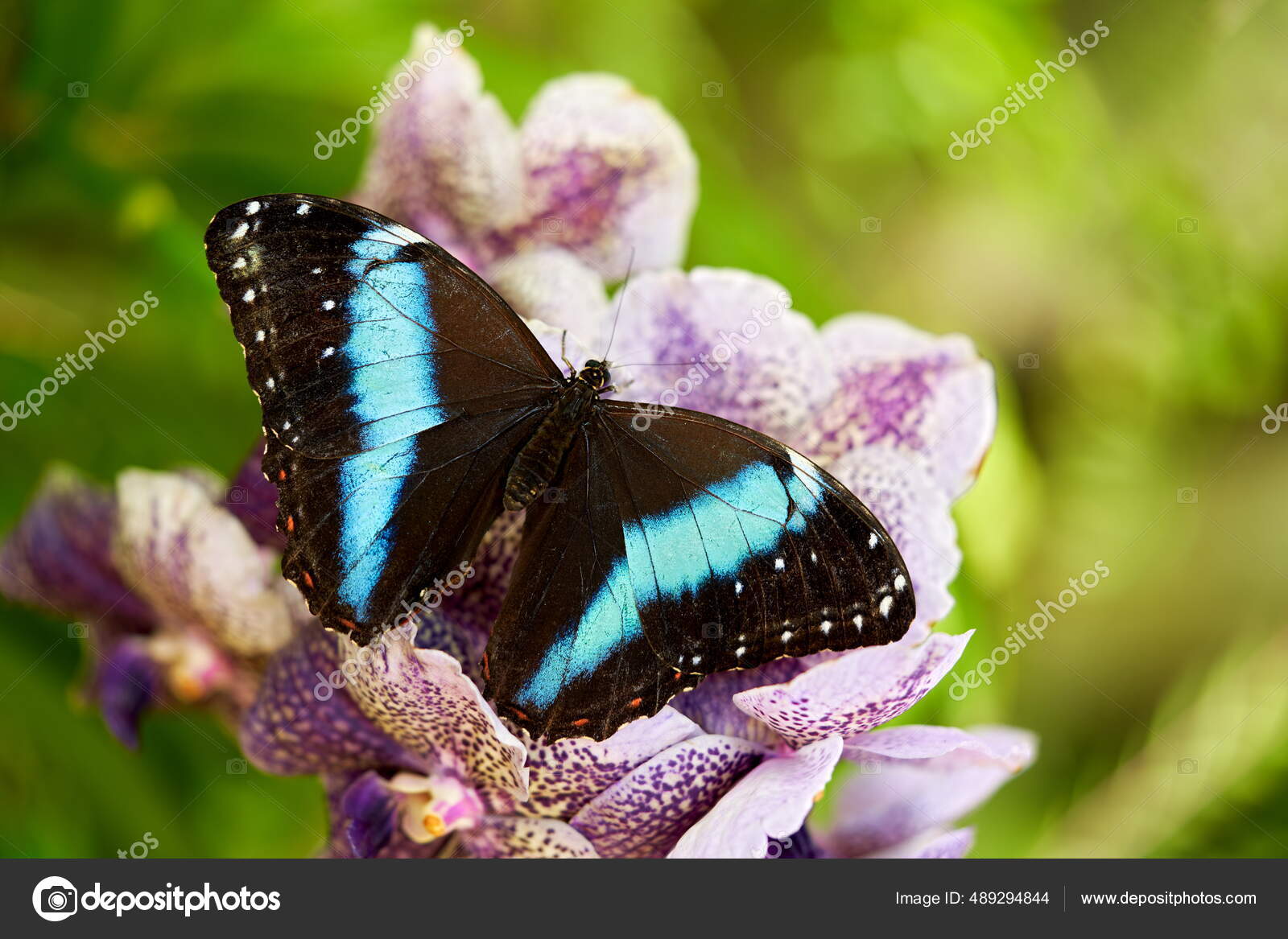 Morpho Achilles Gran Mariposa Azul Negra Sentada Sobre Orquídea Violeta —  Foto de stock #489294844 © OndrejProsicky, image size:1600x1167