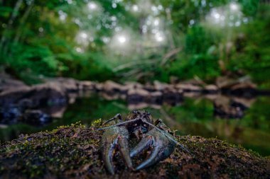 Nehir suyundaki taşın üzerinde kerevit, doğal ortamdaki hayvan. Astacus astacus, Avrupa 'nın Brdy şehrinden gelen Avrupa soylu kerevit. Akıntıda kabuklu deniz, vahşi yaşam doğası.