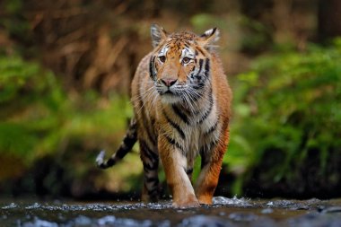 Amur kaplanı Sibirya 'da suda koşuyor. Tehlikeli bir hayvan, Tacga, Rusya. Yeşil orman akıntısında bir hayvan. Sibirya kaplanı su sıçratıyor.