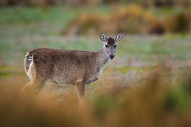 Antisana NP 'den geyik. Beyaz kuyruklu geyik, Odocoileus virginianus, Antisana, Ekvador. Tarım habitatında bir hayvan. Vahşi Yaşam Ekvator.