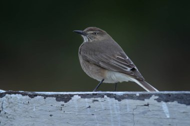 Kara gagalı örümcekgiller, Agriornis montanus, Ekvador 'daki Antisana Dağları Ulusal Parkı' ndan gri kuş. Doğa habitatındaki zalim, doğanın ahşap çitlerinde oturuyor. Vahşi Yaşam Ekvador. 