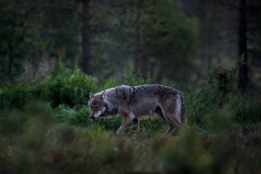 Finlandiya 'dan kurt. Gri kurt, köpek lupus, bahar ışığında, ormanda yeşil yapraklarla. Doğadaki kurt yuvası. Finlandiya Taiga 'sında vahşi bir hayvan. Vahşi yaşam, Avrupa.
