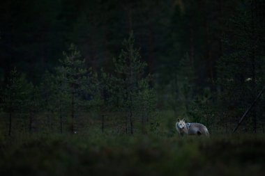 Finlandiya 'dan kurt. Gri kurt, köpek lupus, bahar ışığında, ormanda yeşil yapraklarla. Doğadaki kurt yuvası. Finlandiya Taiga 'sında vahşi bir hayvan. Vahşi yaşam, Avrupa.