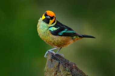 Ekvador yaban hayatı. Alev suratlı tangacı, Tangara parzudakii, güzel yosun dalında oturuyor. Mindo, Ekvador 'dan bir kuş. Güney Amerika 'da kuş gözlemciliği. Yeşil ormandaki hayvan. Tahtadaki tropik kuş.