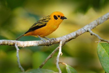 Altın tanga, Tangara arthus, doğadaki sarı kuş, Ekvador 'daki Amagusa Rezervi. Güney Amerika 'da kuş gözlemciliği. Yeşil ormanda tanjant, vahşi doğa.