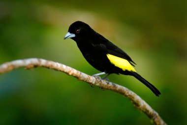Alevli tanjant, Ramphocelus flammigerus, doğadaki siyah sarı kuş, Ekvador 'daki Amagusa Rezervi. Güney Amerika 'da kuş gözlemciliği. Yeşil ormanda tanjant, vahşi doğa.