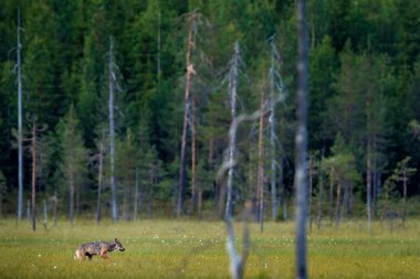 Finlandiya 'dan kurt. Gri kurt, köpek lupus, bahar ışığında, ormanda yeşil yapraklarla. Doğadaki kurt yuvası. Finlandiya Taiga 'sında vahşi bir hayvan. Vahşi yaşam, Avrupa.