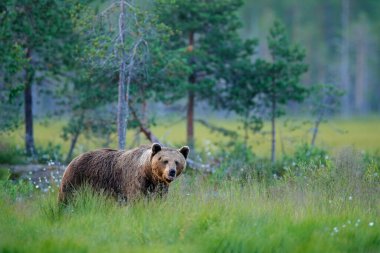 Kahverengi ayı ormanda yürüyor, sabah ışığı. Tayga ve çayır habitatlarında tehlikeli bir hayvan. Finlandiya 'dan Rusya sınırına yakın bir vahşi yaşam sahnesi. Pamuk göl çevresinde çiçek açar, yaz mevsiminde..
