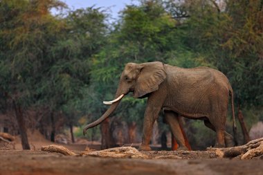 Orman Mana Havuzu NP, Afrika 'da Zimbabwe. Eski ormandaki fil, akşam ışığı, güneş batışı. Doğadaki büyülü vahşi yaşam sahnesi. Afrika fili çok güzel bir yaşam alanında. Doğada sanat görünümü.