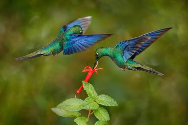 Ekvador yaban hayatı. Büyük safir kanadı, Pterophanes siyanopterus, büyük mavi sinekkuşu, Yanacocha, Pichincha Ekvador 'da. Kırmızı çiçekten nektar emen kuş çiçek açar, doğa davranışı.