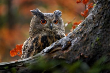 Sonbahar yaban hayatı. Avrasya Kartalı Baykuşu, Bubo Bubo, oturan ağaç gövdesi, vahşi yaşam, sonbahar turuncu renkleriyle dolu ormanda fotoğraf, Almanya.