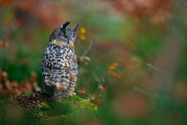Sonbahar yaban hayatı. Ağaç kütüğünde oturan Avrasya Kartalı Baykuşu, Bubo Bubo, Almanya 'nın turuncu sonbahar renkleriyle ormandaki vahşi yaşam fotoğrafı. Ormandaki kuş, vahşi doğa. 