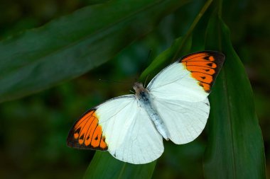 Malezya Hebomoia glaucippe, Ggreat turuncu uçlu kelebek Pieridae familyasından. Yeşil yaprakların üzerinde duran beyaz turuncu kelebek. Doğa habitatındaki böcek, Java, Malezya. 