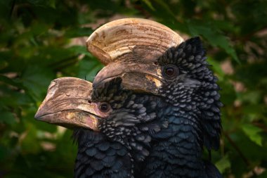 Boynuzlu çift, erkek ve kadın aşkı. Gümüşi yanaklı boynuz gagası, Bycanistes birası, güzel orman kuşunun detaylı portresi, Etiyopya. Hornbill doğada yaşıyor. Afrika 'da kuş gözleme